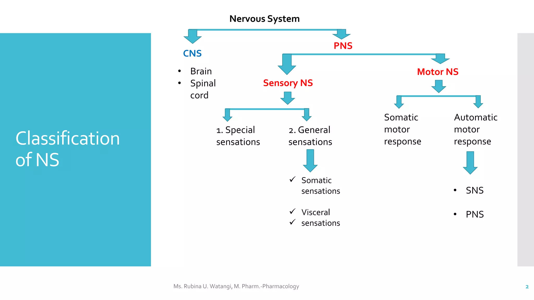 Pns Classification Nervous System.pptx