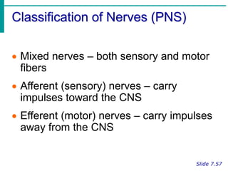 Pns Classification Nervous System.ppt