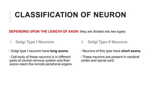 Axon Classifications Nervous system.pdf