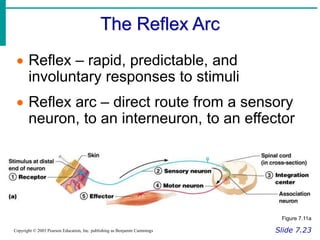 Reflex Science Nervous System.ppt