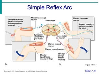 Normal Reflex Arc Nervous System.ppt