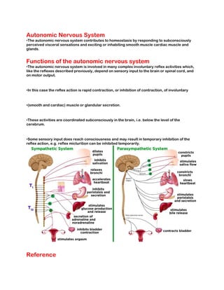 Nervous System.pdf