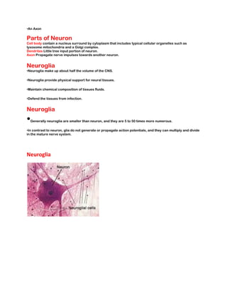Neuron Pdf Nervous System.pdf