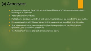 (a) Astrocytes:
 As the name suggests, these cells are star-shaped because of their numerous processes
radiating in all directions.
 Astrocytes are of two types.
 Protoplasmic astrocytes, with thick and symmetrical processes are found in the grey matter.
 Fibrous astrocytes, with thin and asymmetrical processes, are found in the white matter.
 The processes of astrocytes often end in plate-like expansions on the blood vessels,
ependyma, and pial surface of the CNS
 The functions of various glial cells are enumerated below.
 