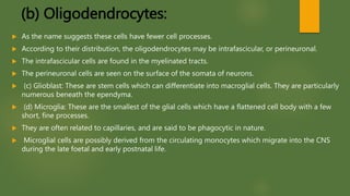 (b) Oligodendrocytes:
 As the name suggests these cells have fewer cell processes.
 According to their distribution, the oligodendrocytes may be intrafascicular, or perineuronal.
 The intrafascicular cells are found in the myelinated tracts.
 The perineuronal cells are seen on the surface of the somata of neurons.
 (c) Glioblast: These are stem cells which can differentiate into macroglial cells. They are particularly
numerous beneath the ependyma.
 (d) Microglia: These are the smallest of the glial cells which have a flattened cell body with a few
short, fine processes.
 They are often related to capillaries, and are said to be phagocytic in nature.
 Microglial cells are possibly derived from the circulating monocytes which migrate into the CNS
during the late foetal and early postnatal life.
 