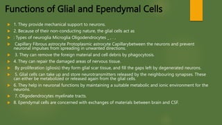 Functions of Glial and Ependymal Cells
 1. They provide mechanical support to neurons.
 2. Because of their non-conducting nature, the glial cells act as
 : Types of neuroglia Microglia Oligodendrocytes _ , . ,
 Capillary Fibrous astrocyte Protoplasmic astrocyte Capillarybetween the neurons and prevent
neuronal impulses from spreading in unwanted directions.
 3. They can remove the foreign material and cell debris by phagocytosis.
 4. They can repair the damaged areas of nervous tissue.
 By proliferation (gliosis) they form glial scar tissue, and fill the gaps left by degenerated neurons.
 5. Glial cells can take up and store neurotransmitters released by the neighbouring synapses. These
can either be metabolized or released again from the glial cells.
 6. They help in neuronal functions by maintaining a suitable metabolic and ionic environment for the
neurons.
 7. Oligodendrocytes myelinate tracts.
 8. Ependymal cells are concerned with exchanges of materials between brain and CSF.
 