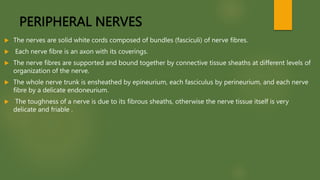 PERIPHERAL NERVES
 The nerves are solid white cords composed of bundles (fasciculi) of nerve fibres.
 Each nerve fibre is an axon with its coverings.
 The nerve fibres are supported and bound together by connective tissue sheaths at different levels of
organization of the nerve.
 The whole nerve trunk is ensheathed by epineurium, each fasciculus by perineurium, and each nerve
fibre by a delicate endoneurium.
 The toughness of a nerve is due to its fibrous sheaths, otherwise the nerve tissue itself is very
delicate and friable .
 