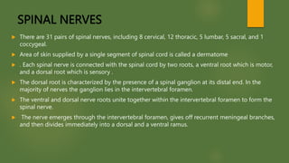 SPINAL NERVES
 There are 31 pairs of spinal nerves, including 8 cervical, 12 thoracic, 5 lumbar, 5 sacral, and 1
coccygeal.
 Area of skin supplied by a single segment of spinal cord is called a dermatome
 . Each spinal nerve is connected with the spinal cord by two roots, a ventral root which is motor,
and a dorsal root which is sensory .
 The dorsal root is characterized by the presence of a spinal ganglion at its distal end. In the
majority of nerves the ganglion lies in the intervertebral foramen.
 The ventral and dorsal nerve roots unite together within the intervertebral foramen to form the
spinal nerve.
 The nerve emerges through the intervertebral foramen, gives off recurrent meningeal branches,
and then divides immediately into a dorsal and a ventral ramus.
 