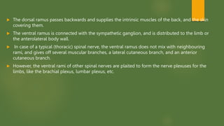  The dorsal ramus passes backwards and supplies the intrinsic muscles of the back, and the skin
covering them.
 The ventral ramus is connected with the sympathetic ganglion, and is distributed to the limb or
the anterolateral body wall.
 In case of a typical (thoracic) spinal nerve, the ventral ramus does not mix with neighbouring
rami, and gives off several muscular branches, a lateral cutaneous branch, and an anterior
cutaneous branch.
 However, the ventral rami of other spinal nerves are plaited to form the nerve plexuses for the
limbs, like the brachial plexus, lumbar plexus, etc.
 