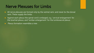 Nerve Plexuses for Limbs
 All nerve plexuses are formed only by the ventral rami, and never bv the dorsal
rami. These supply the limbs.
 Against each plexus the spinal cord is enlarged, e.g. 'cervical enlargement' for
the brachial plexus, and 'lumbar enlargement' for the lumbosacral plexus.
 Plexus formation resembles a tree .
 
