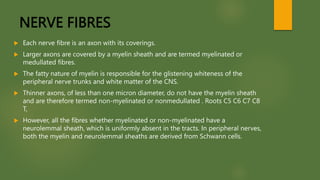 NERVE FIBRES
 Each nerve fibre is an axon with its coverings.
 Larger axons are covered by a myelin sheath and are termed myelinated or
medullated fibres.
 The fatty nature of myelin is responsible for the glistening whiteness of the
peripheral nerve trunks and white matter of the CNS.
 Thinner axons, of less than one micron diameter, do not have the myelin sheath
and are therefore termed non-myelinated or nonmedullated . Roots C5 C6 C7 C8
T,
 However, all the fibres whether myelinated or non-myelinated have a
neurolemmal sheath, which is uniformly absent in the tracts. In peripheral nerves,
both the myelin and neurolemmal sheaths are derived from Schwann cells.
 