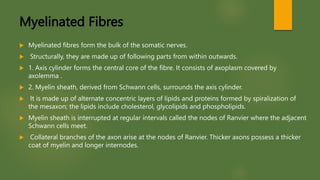 Myelinated Fibres
 Myelinated fibres form the bulk of the somatic nerves.
 Structurally, they are made up of following parts from within outwards.
 1. Axis cylinder forms the central core of the fibre. It consists of axoplasm covered by
axolemma .
 2. Myelin sheath, derived from Schwann cells, surrounds the axis cylinder.
 It is made up of alternate concentric layers of lipids and proteins formed by spiralization of
the mesaxon; the lipids include cholesterol, glycolipids and phospholipids.
 Myelin sheath is interrupted at regular intervals called the nodes of Ranvier where the adjacent
Schwann cells meet.
 Collateral branches of the axon arise at the nodes of Ranvier. Thicker axons possess a thicker
coat of myelin and longer internodes.
 