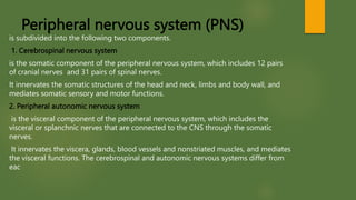 Peripheral nervous system (PNS)
is subdivided into the following two components.
1. Cerebrospinal nervous system
is the somatic component of the peripheral nervous system, which includes 12 pairs
of cranial nerves and 31 pairs of spinal nerves.
It innervates the somatic structures of the head and neck, limbs and body wall, and
mediates somatic sensory and motor functions.
2. Peripheral autonomic nervous system
is the visceral component of the peripheral nervous system, which includes the
visceral or splanchnic nerves that are connected to the CNS through the somatic
nerves.
It innervates the viscera, glands, blood vessels and nonstriated muscles, and mediates
the visceral functions. The cerebrospinal and autonomic nervous systems differ from
eac
 