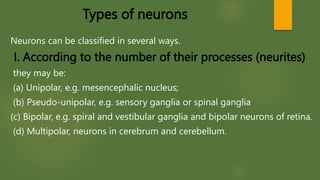Types of neurons
Neurons can be classified in several ways.
I. According to the number of their processes (neurites)
they may be:
(a) Unipolar, e.g. mesencephalic nucleus;
(b) Pseudo-unipolar, e.g. sensory ganglia or spinal ganglia
(c) Bipolar, e.g. spiral and vestibular ganglia and bipolar neurons of retina.
(d) Multipolar, neurons in cerebrum and cerebellum.
 