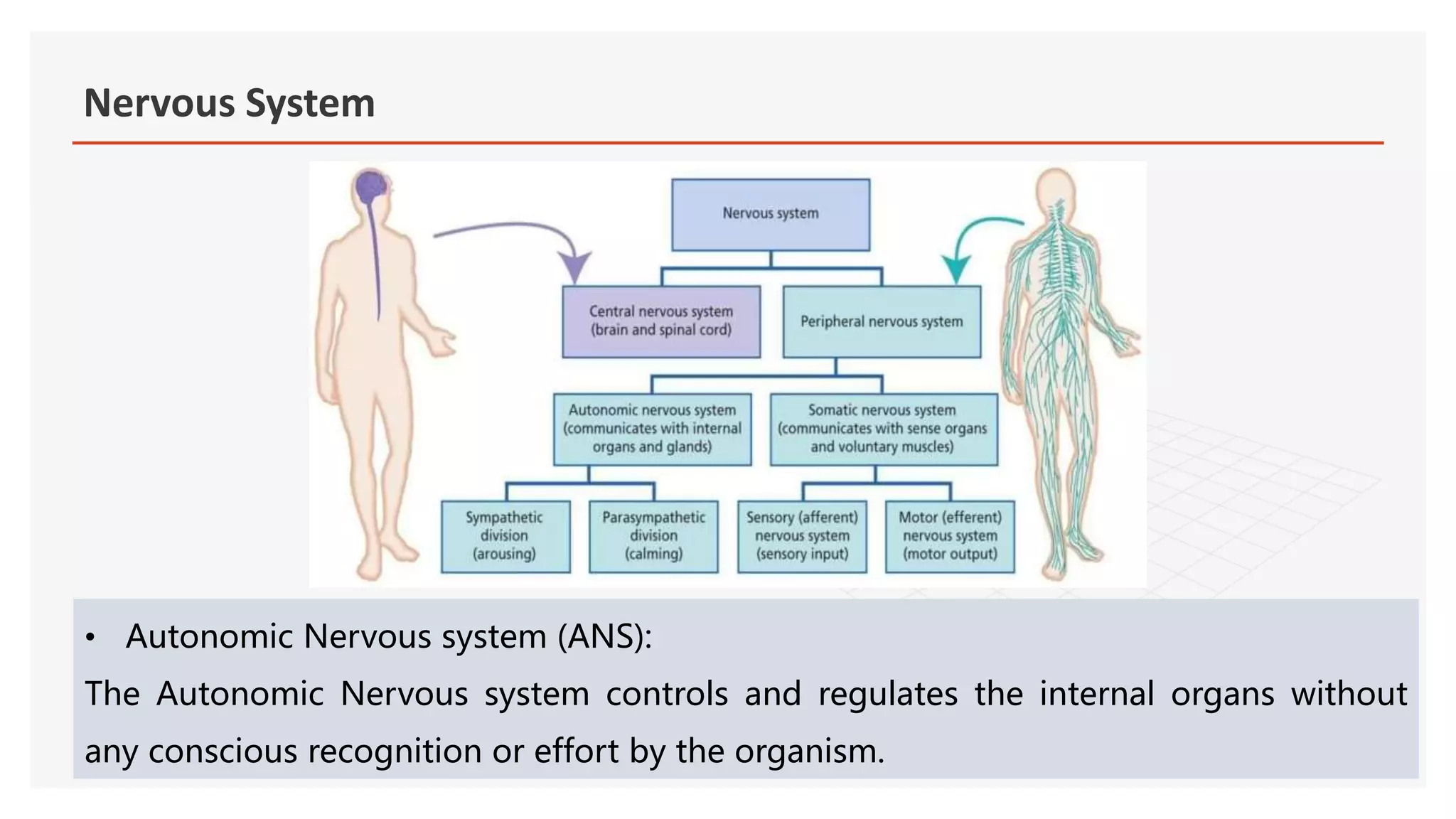 Nervous System.pptx