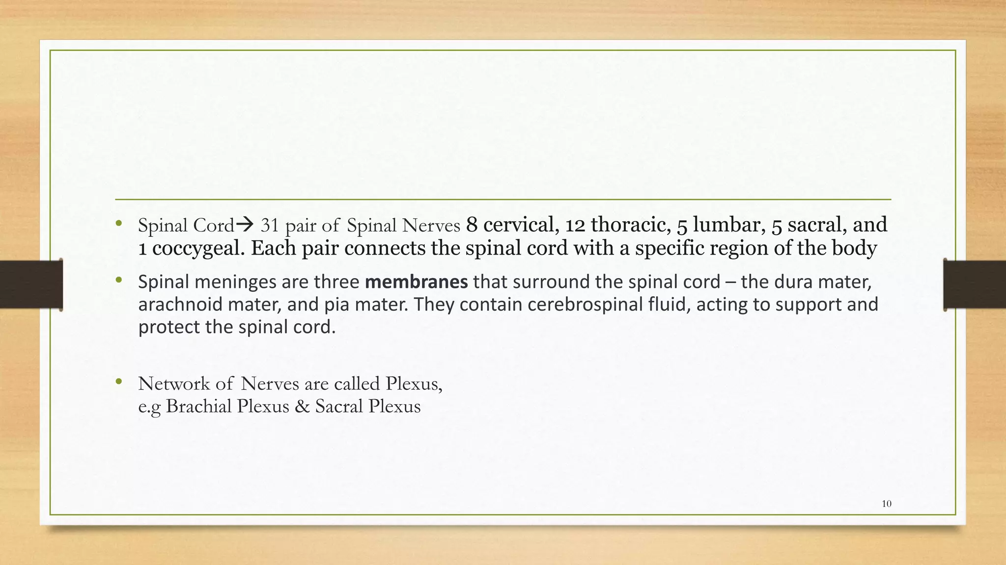 • Spinal Cord→ 31 pair of Spinal Nerves 8 cervical, 12 thoracic, 5 lumbar, 5 sacral, and
1 coccygeal. Each pair connects the spinal cord with a specific region of the body
• Spinal meninges are three membranes that surround the spinal cord – the dura mater,
arachnoid mater, and pia mater. They contain cerebrospinal fluid, acting to support and
protect the spinal cord.
• Network of Nerves are called Plexus,
e.g Brachial Plexus & Sacral Plexus
10
 
