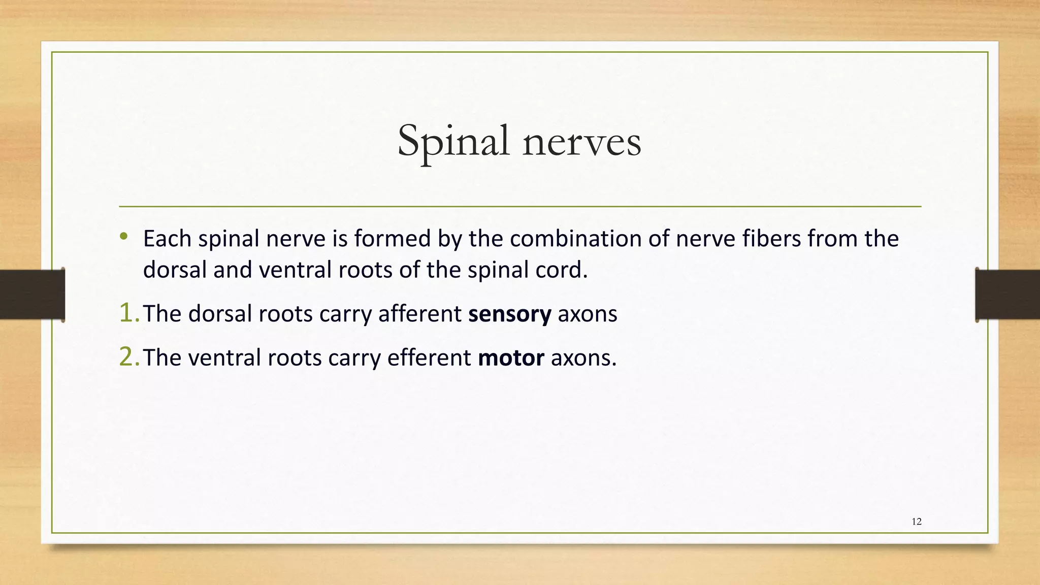 Spinal nerves
• Each spinal nerve is formed by the combination of nerve fibers from the
dorsal and ventral roots of the spinal cord.
1.The dorsal roots carry afferent sensory axons
2.The ventral roots carry efferent motor axons.
12
 