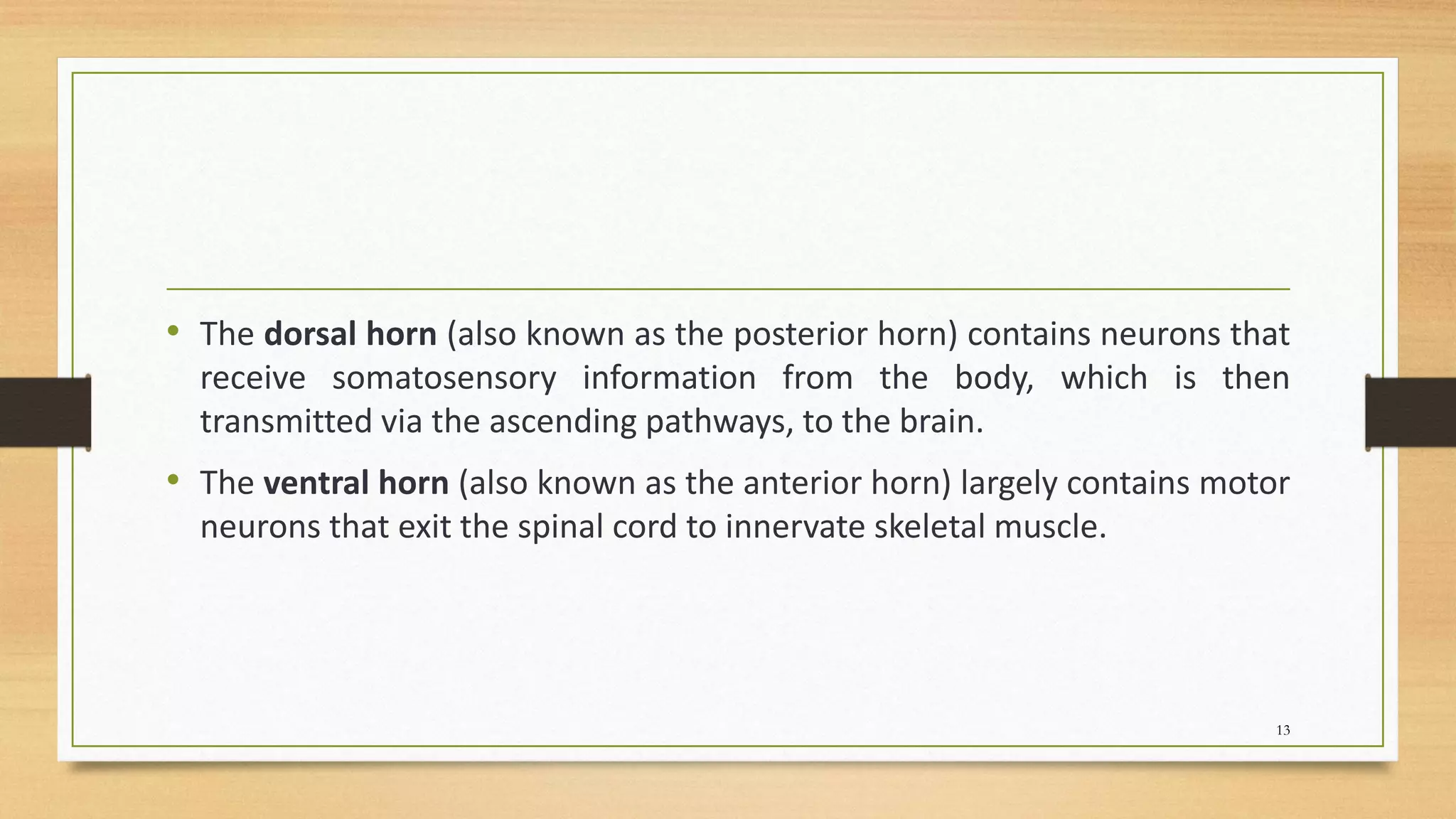 • The dorsal horn (also known as the posterior horn) contains neurons that
receive somatosensory information from the body, which is then
transmitted via the ascending pathways, to the brain.
• The ventral horn (also known as the anterior horn) largely contains motor
neurons that exit the spinal cord to innervate skeletal muscle.
13
 