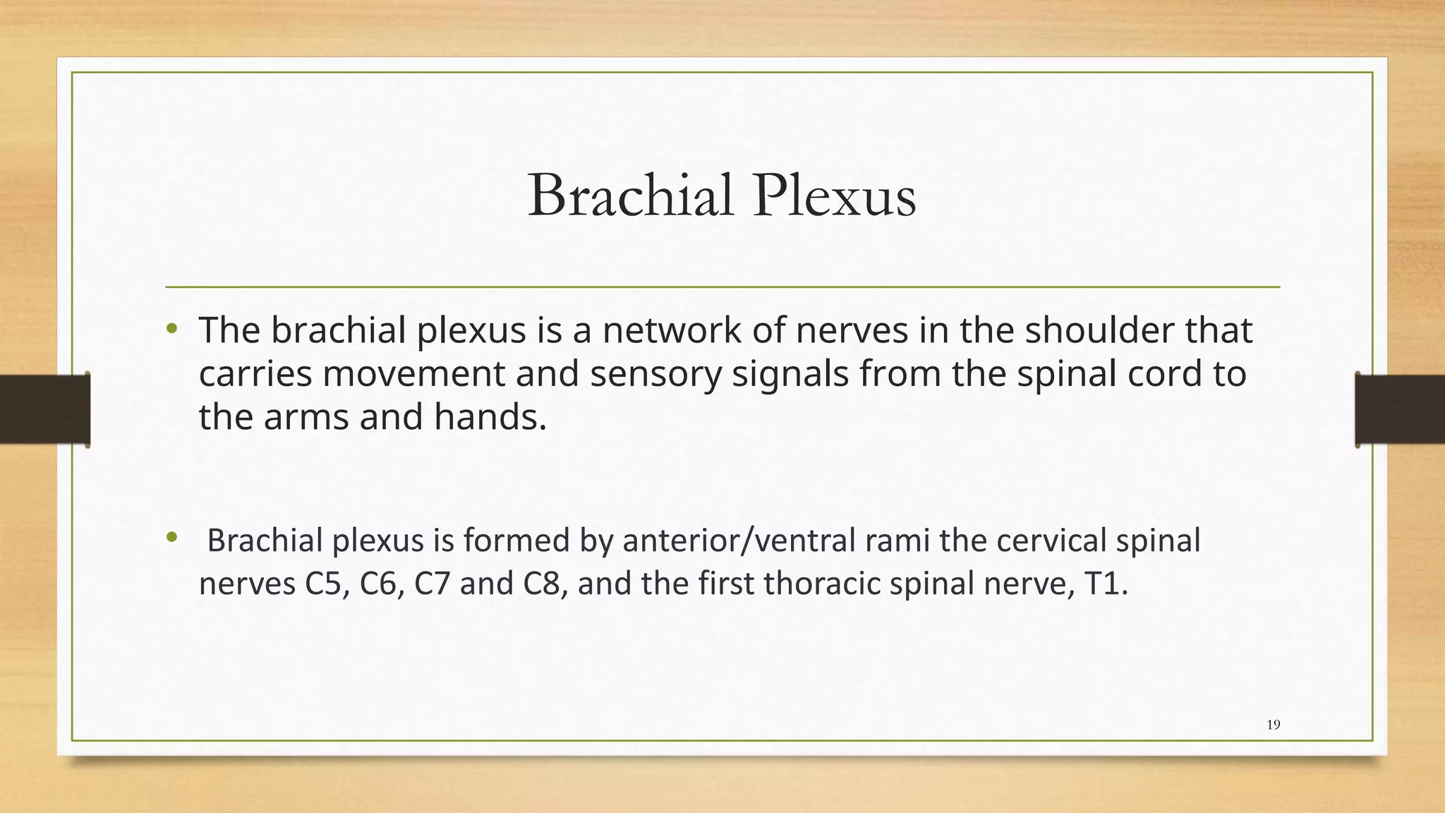 Brachial Plexus
• The brachial plexus is a network of nerves in the shoulder that
carries movement and sensory signals from the spinal cord to
the arms and hands.
• Brachial plexus is formed by anterior/ventral rami the cervical spinal
nerves C5, C6, C7 and C8, and the first thoracic spinal nerve, T1.
19
 