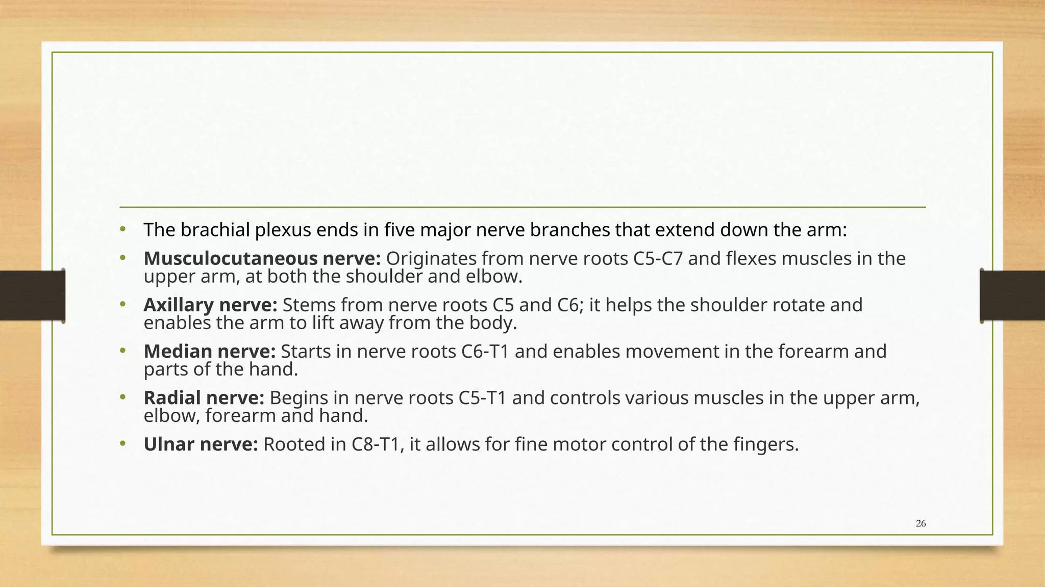 • The brachial plexus ends in five major nerve branches that extend down the arm:
• Musculocutaneous nerve: Originates from nerve roots C5-C7 and flexes muscles in the
upper arm, at both the shoulder and elbow.
• Axillary nerve: Stems from nerve roots C5 and C6; it helps the shoulder rotate and
enables the arm to lift away from the body.
• Median nerve: Starts in nerve roots C6-T1 and enables movement in the forearm and
parts of the hand.
• Radial nerve: Begins in nerve roots C5-T1 and controls various muscles in the upper arm,
elbow, forearm and hand.
• Ulnar nerve: Rooted in C8-T1, it allows for fine motor control of the fingers.
26
 