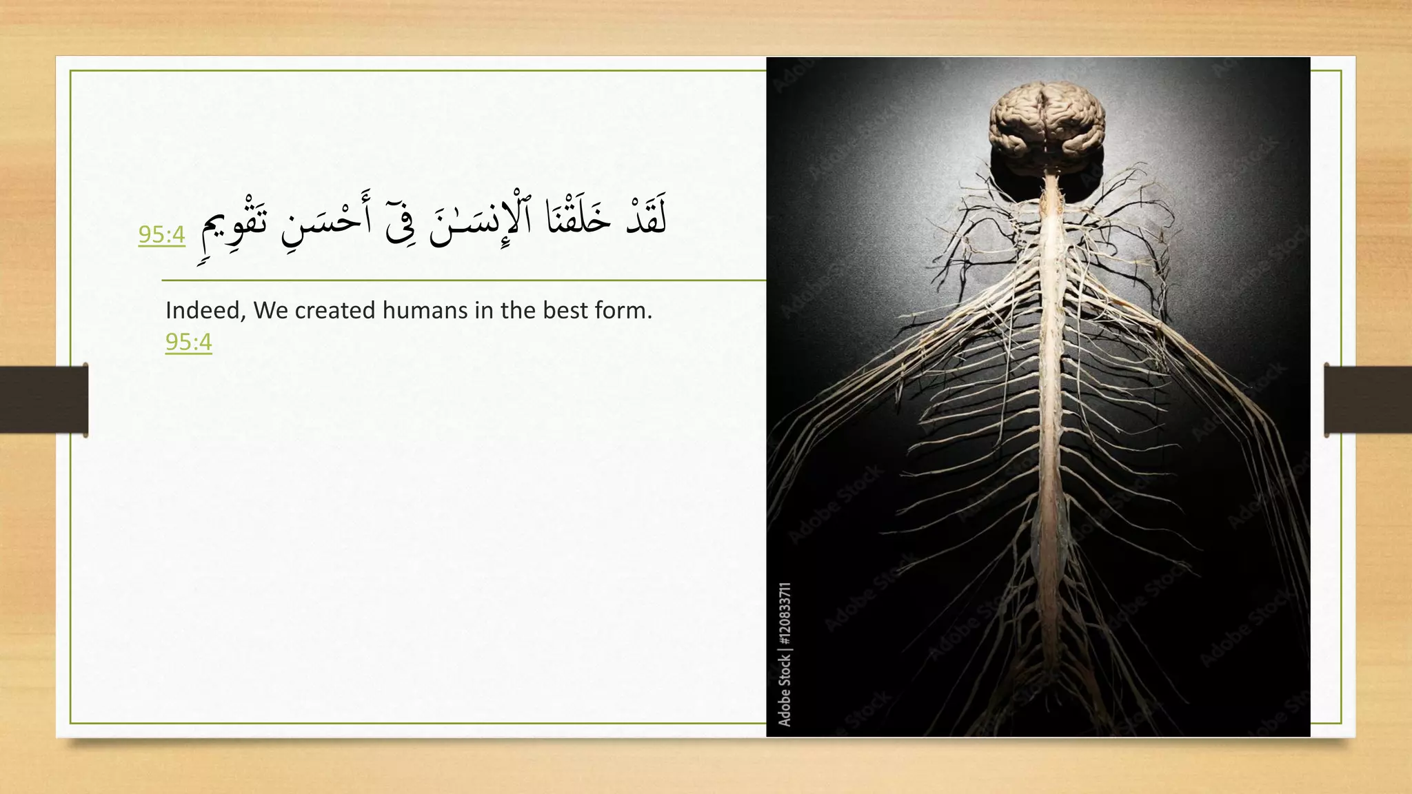 ‫ـ‬ َ‫س‬‫ن‬
ِ
ْ
‫ْل‬‫ٱ‬ ‫ا‬َ‫ن‬ْ‫ق‬َ‫ل‬َ‫خ‬ ْ‫د‬َ‫ق‬َ‫ل‬
َ‫ت‬ ‫ى‬‫ن‬ َ‫س‬ْ‫ح‬َ‫ٱ‬ ٓ ‫ى‬
‫ِف‬ َ‫ن‬
‫م‬‫ي‬‫ى‬‫و‬ْ‫ق‬
95:4
Indeed, We created humans in the best form.
95:4
3
 