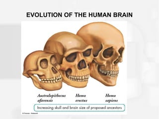 EVOLUTION OF THE HUMAN BRAIN
 