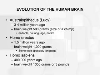EVOLUTION OF THE HUMAN BRAIN
• Australopithecus (Lucy)
– 3-4 million years ago
– brain weight 500 grams (size of a chimp)
• no tools, no language, no fire
• Homo erectus
– 1.5 million years ago
– brain weight 1,000 grams
• Stone tools (possibly language)
• Homo sapiens
– 400,000 years ago
– brain weight 1350 grams or 3 pounds
 
