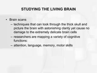 STUDYING THE LIVING BRAIN
• Brain scans
– techniques that can look through the thick skull and
picture the brain with astonishing clarity yet cause no
damage to the extremely delicate brain cells
– researchers are mapping a variety of cognitive
functions:
– attention, language, memory, motor skills
 