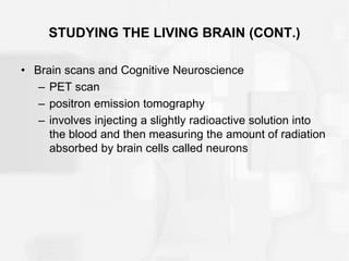 STUDYING THE LIVING BRAIN (CONT.)
• Brain scans and Cognitive Neuroscience
– PET scan
– positron emission tomography
– involves injecting a slightly radioactive solution into
the blood and then measuring the amount of radiation
absorbed by brain cells called neurons
 