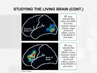 STUDYING THE LIVING BRAIN (CONT.)
 