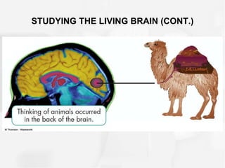 STUDYING THE LIVING BRAIN (CONT.)
 
