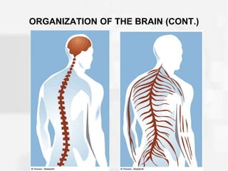 ORGANIZATION OF THE BRAIN (CONT.)
 