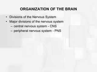 ORGANIZATION OF THE BRAIN
• Divisions of the Nervous System
• Major divisions of the nervous system
– central nervous system - CNS
– peripheral nervous system - PNS
 