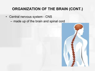 ORGANIZATION OF THE BRAIN (CONT.)
• Central nervous system - CNS
– made up of the brain and spinal cord
 