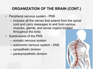 ORGANIZATION OF THE BRAIN (CONT.)
• Peripheral nervous system - PNS
– includes all the nerves that extend from the spinal
cord and carry messages to and from various
muscles, glands, and sense organs located
throughout the body
• Subdivisions of the PNS
– somatic nervous system
– autonomic nervous system - ANS
– sympathetic division
– parasympathetic division
 