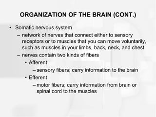 ORGANIZATION OF THE BRAIN (CONT.)
• Somatic nervous system
– network of nerves that connect either to sensory
receptors or to muscles that you can move voluntarily,
such as muscles in your limbs, back, neck, and chest
– nerves contain two kinds of fibers
• Afferent
– sensory fibers; carry information to the brain
• Efferent
– motor fibers; carry information from brain or
spinal cord to the muscles
 