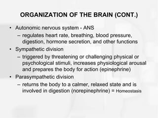 ORGANIZATION OF THE BRAIN (CONT.)
• Autonomic nervous system - ANS
– regulates heart rate, breathing, blood pressure,
digestion, hormone secretion, and other functions
• Sympathetic division
– triggered by threatening or challenging physical or
psychological stimuli, increases physiological arousal
and prepares the body for action (epinephrine)
• Parasympathetic division
– returns the body to a calmer, relaxed state and is
involved in digestion (norepinephrine) = Homeostasis
 
