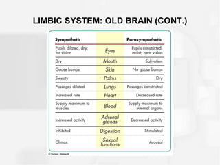 LIMBIC SYSTEM: OLD BRAIN (CONT.)
 