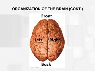ORGANIZATION OF THE BRAIN (CONT.)
 