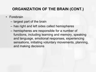 ORGANIZATION OF THE BRAIN (CONT.)
• Forebrain
– largest part of the brain
– has right and left sides called hemispheres
– hemispheres are responsible for a number of
functions, including learning and memory, speaking
and language, emotional responses, experiencing
sensations, initiating voluntary movements, planning,
and making decisions
 