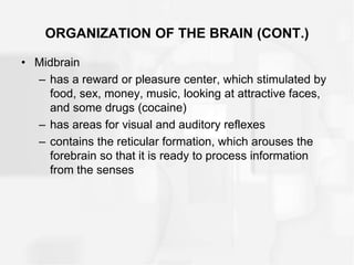 ORGANIZATION OF THE BRAIN (CONT.)
• Midbrain
– has a reward or pleasure center, which stimulated by
food, sex, money, music, looking at attractive faces,
and some drugs (cocaine)
– has areas for visual and auditory reflexes
– contains the reticular formation, which arouses the
forebrain so that it is ready to process information
from the senses
 