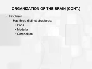 ORGANIZATION OF THE BRAIN (CONT.)
• Hindbrain
– Has three distinct structures:
• Pons
• Medulla
• Cerebellum
 