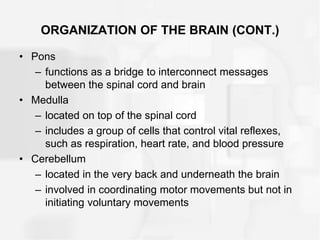 ORGANIZATION OF THE BRAIN (CONT.)
• Pons
– functions as a bridge to interconnect messages
between the spinal cord and brain
• Medulla
– located on top of the spinal cord
– includes a group of cells that control vital reflexes,
such as respiration, heart rate, and blood pressure
• Cerebellum
– located in the very back and underneath the brain
– involved in coordinating motor movements but not in
initiating voluntary movements
 