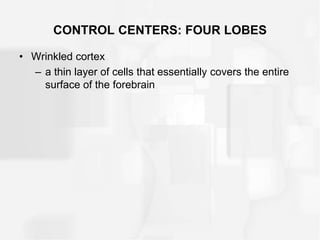 CONTROL CENTERS: FOUR LOBES
• Wrinkled cortex
– a thin layer of cells that essentially covers the entire
surface of the forebrain
 
