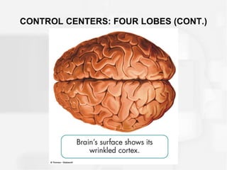 CONTROL CENTERS: FOUR LOBES (CONT.)
 