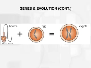 GENES & EVOLUTION (CONT.)
 