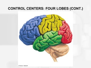CONTROL CENTERS: FOUR LOBES (CONT.)
 