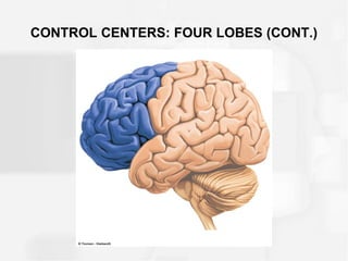 CONTROL CENTERS: FOUR LOBES (CONT.)
 