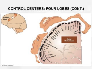 CONTROL CENTERS: FOUR LOBES (CONT.)
 
