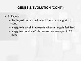 GENES & EVOLUTION (CONT.)
• 2. Zygote
– the largest human cell, about the size of a grain of
sand
– a zygote is a cell that results when an egg is fertilized
– a zygote contains 46 chromosomes arranged in 23
pairs
 
